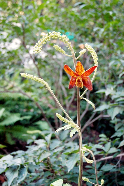 Aridus Sepiae