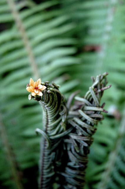 Capita piscium dessicata, media pars ophiuridae