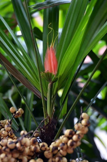 Caudae Piscis