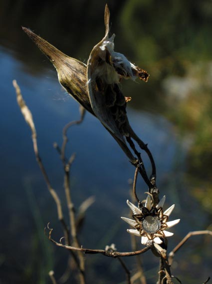 Echinodermae Alae Papillionis Ocellus Piscis