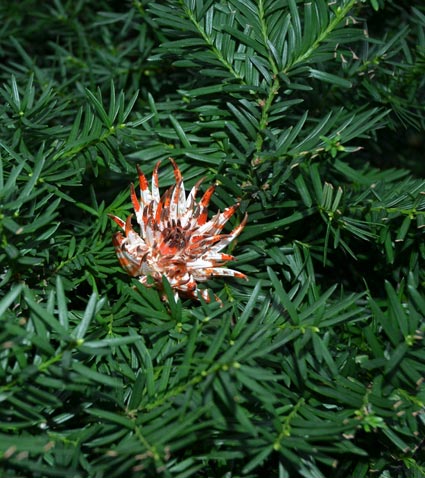 Forcipes Crancrorum