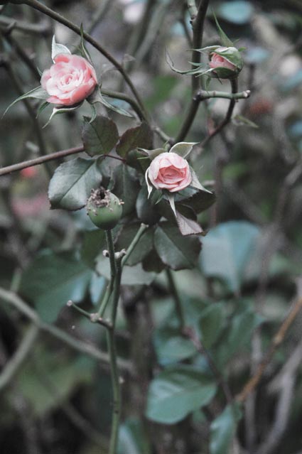 Linguae Anitum Rosae