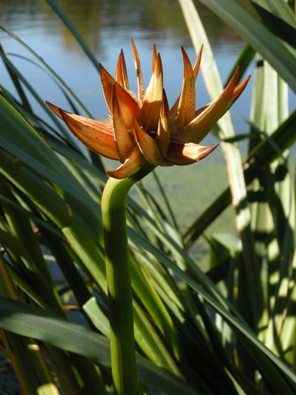 Magnum Forcipes Crancrorum
