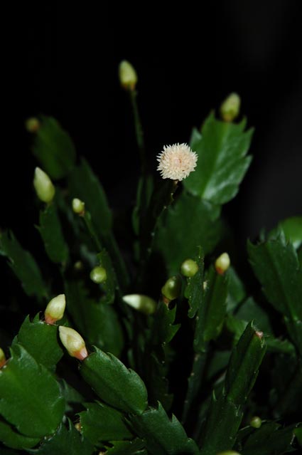 Palata Anitum