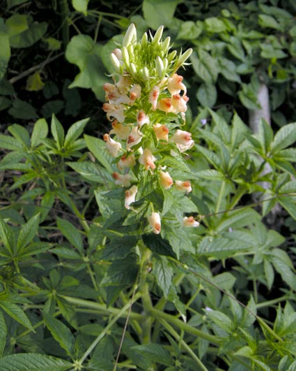 Rubores Luteolus Partes Conchae
