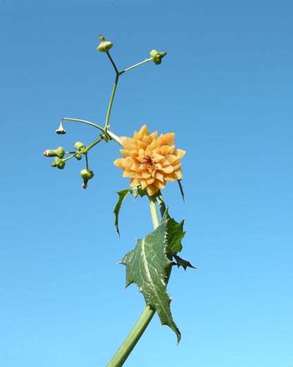 Sculptura Conchae
